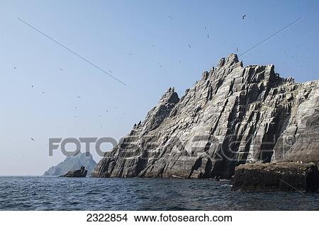 Northern Gannets (Morus bassanus) in flight over rocky coast; Little Skellig, Skellig Islands, County Kerry, Ireland, UK View Large Photo Image Picture - Northern Gannets (Morus bassanus) in flight over rocky coast; Little Skellig, Skellig Islands, County Kerry, Ireland, UK. Fotosearch