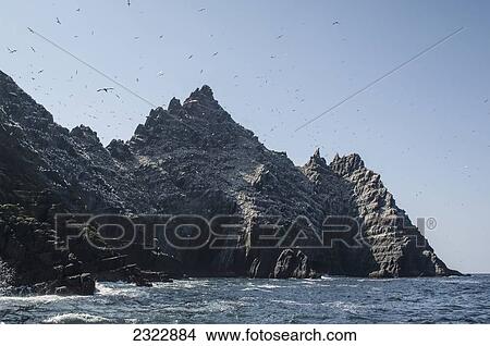 Picture - Northern Gannets (Morus bassanus) in flight; Little Skellig, Skellig Islands, County Kerry, Ireland, UK. Fotosearch