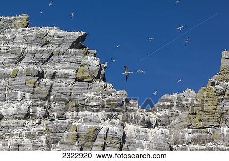 Stock Image - Northern Gannets (Morus bassanus) in flight; Little Skellig, Skellig Islands, County Kerry, Ireland, UK. Fotosearch