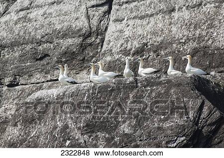 Northern Gannets (Morus bassanus) on rock; Little Skellig, Skellig Islands, County Kerry, Ireland, UK View Large Photo Image Stock Photo - Northern Gannets (Morus bassanus) on rock; Little Skellig, Skellig Islands, County Kerry, Ireland, UK. Fotosearch