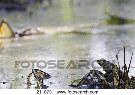 Stock Image - Northern Green Frog On Water; Vaudreuil Quebec Canada. Fotosearch
