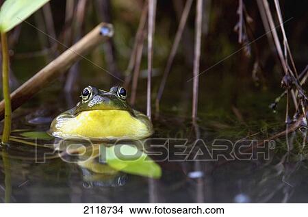 Northern Green Frog Peeking Out Of Water; Vaudreuil Quebec Canada View Large Photo Image Picture - Northern Green Frog Peeking Out Of Water; Vaudreuil Quebec Canada. Fotosearch