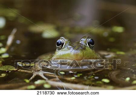 Stock Image - Northern Green Frog Peeking Out Of Water; Vaudreuil Quebec Canada. Fotosearch