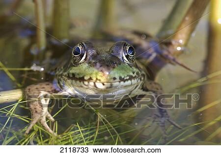Stock Image - Northern Green Frog Peeking Out Of Water; Vaudreuil Quebec Canada. Fotosearch