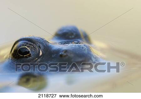 Stock Photo - Northern Green Frog Peeking Out Of Water; Vaudreuil Quebec Canada. Fotosearch