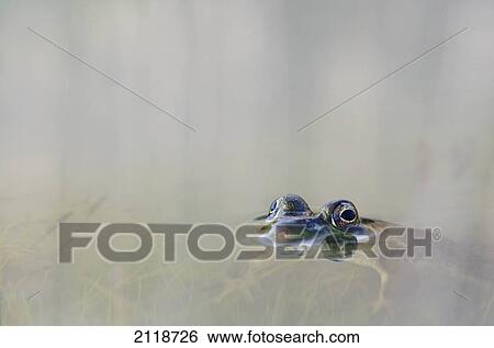 Stock Photograph - Northern Green Frog Peeking Out Of Water; Vaudreuil Quebec Canada. Fotosearch