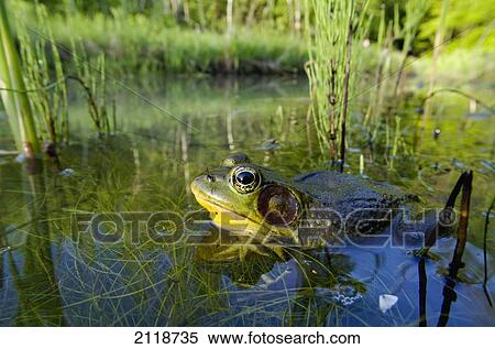 Stock Photography - Northern Green Frog Peeking Out Of Water; Vaudreuil Quebec Canada. Fotosearch