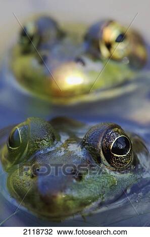 Northern Green Frogs Mating In A Pond; Vaudreuil Quebec Canada View Large Photo Image Stock Image - Northern Green Frogs Mating In A Pond; Vaudreuil Quebec Canada. Fotosearch