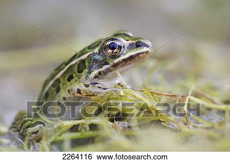 Stock Photograph - Northern Leopard Frog; Les Cedres Quebec Canada. Fotosearch
