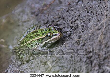 Northern leopard frog, species at risk, in Grasslands National Park; Saskatchewan, Canada View Large Photo Image Stock Photo - Northern leopard frog, species at risk, in Grasslands National Park; Saskatchewan, Canada. Fotosearch