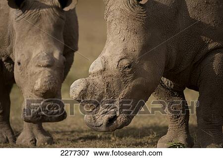 Stock Photo - Northern White Rhinos (Ceratotherium simum cottoni), Ol Pejeta Conservancy; Kenya. Fotosearch