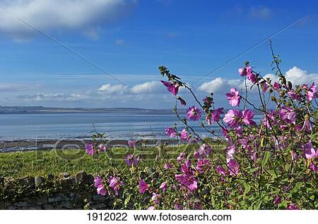 Northumberland Coastline Viewed From Lindisfarne, Holy Island, Northumberland, Uk View Large Photo Image Stock Image - Northumberland Coastline Viewed From Lindisfarne, Holy Island, Northumberland, Uk. Fotosearch
