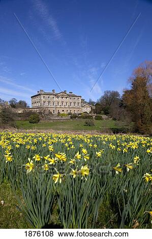Stock Photo - Northumberland, England; A Field Of Daffodils In Front Of Howick Hall. Fotosearch