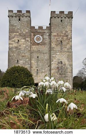 Stock Image - Northumberland, England; Snowdrops (Galanthus) Growing In Front Of Preston Tower. Fotosearch