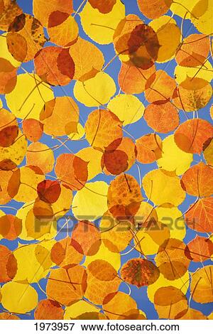 Northwest Colorado, Scattered Aspen Leaves Showing Fall Colors. View Large Photo Image Stock Photo - Northwest Colorado, Scattered Aspen Leaves Showing Fall Colors.. Fotosearch