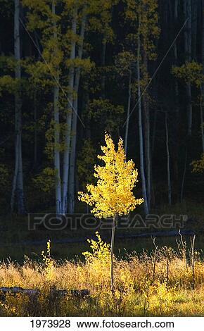 Stock Photo - Northwest Colorado, Sunlight Illuminating Single Fall-Colored Aspen Tree.. Fotosearch