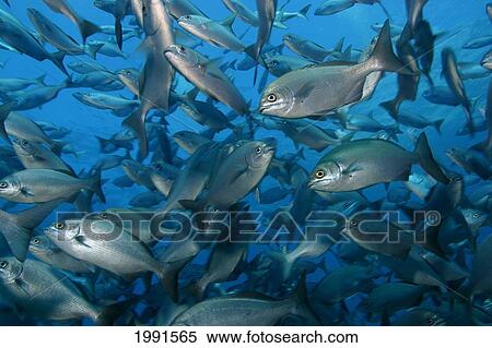 Stock Photography - Northwest Hawaiian Islands, Gardner Pinnacles, Chubs, Nenue, Kyphosus Biggibus, Feeding On Algae [For Use Up To 13X20 Only]. Fotosearch