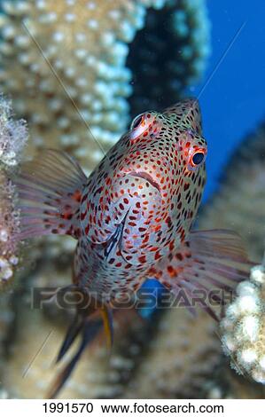 Stock Image - Northwest Hawaiian Islands, Kure Atoll, Stocky Hawkfish (Cirrhitus Pinnulatus) In Coral, Po'o-Pa'a. [For Use Up To 13X20 Only]. Fotosearch
