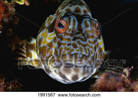 Stock Photo - Northwest Hawaiian Islands, Kure Atoll, Stocky Hawkfish (Cirrhitus Pinnulatus) In Coral, Po'o-Pa'a. [For Use Up To 13X20 Only]. Fotosearch