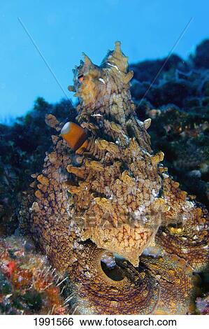 Stock Photograph - Northwest Hawaiian Islands, Kure Atoll, Octopus, Cephalopod [For Use Up To 13X20 Only]. Fotosearch
