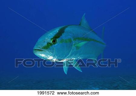 Stock Image - Northwest Hawaiian Islands, Pearl And Hermes Reef, Amberjack, Kahala, Seriola Dumerili [For Use Up To 13X20 Only]. Fotosearch