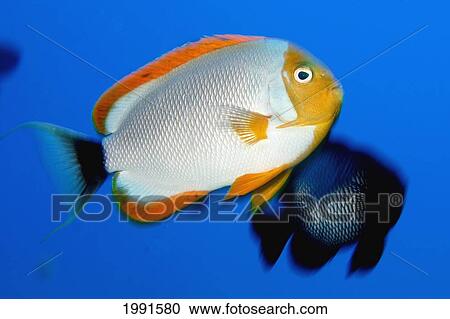 Stock Image - Northwest Hawaiian Islands, Pearl And Hermes Reef, Masked Angelfish, Male, Genicanthus Personatus [For Use Up To 13X20 Only]. Fotosearch