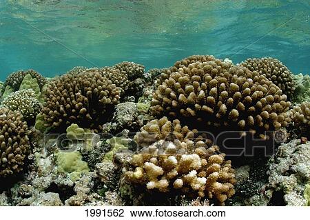 Stock Image - Northwestern Hawaiian Islands, Maro Reef, Coral Formations [For Use Up To 13X20 Only]. Fotosearch