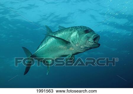 Stock Image - Northwestern Hawaiian Islands, Necker (Mokumanamana), Giant Trevally Ulua Aukea (Caranx Ignobilis), [For Use Up To 13X20 Only].. Fotosearch