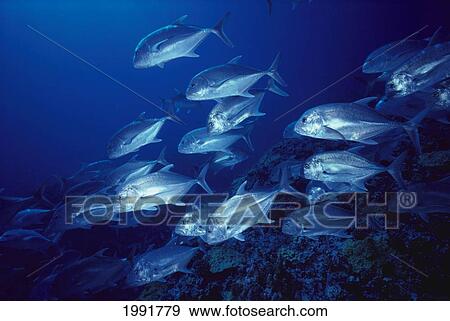 Northwestern Hawaiian Islands, Pearl And Hermes Reef, Giant Trevally Fish Ulua Aukea (Caranx Ignobilis). View Large Photo Image Stock Photo - Northwestern Hawaiian Islands, Pearl And Hermes Reef, Giant Trevally Fish Ulua Aukea (Caranx Ignobilis).. Fotosearch