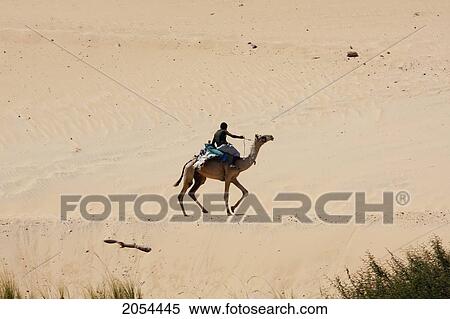 Nubian Boy Riding Camel Near The Village Of Nag Gharb Siheil, Aswan, Egypt View Large Photo Image Stock Photography - Nubian Boy Riding Camel Near The Village Of Nag Gharb Siheil, Aswan, Egypt. Fotosearch