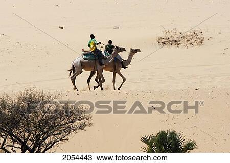 Nubian Boys Riding Camel Near The Village Of Nag Gharb Siheil, Aswan, Egypt View Large Photo Image Stock Image - Nubian Boys Riding Camel Near The Village Of Nag Gharb Siheil, Aswan, Egypt. Fotosearch