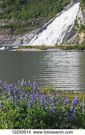 Nugget Falls flows into Mendenhall Lake, Tongass National Forest, near Juneau; Alaska, United States of America View Large Photo Image Picture - Nugget Falls flows into Mendenhall Lake, Tongass National Forest, near Juneau; Alaska, United States of America. Fotosearch