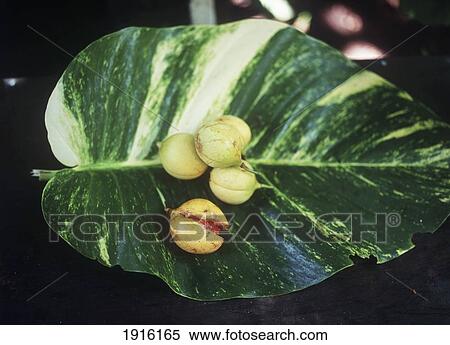 Nutmeg Detail View Large Photo Image Stock Photography - Nutmeg Detail. Fotosearch