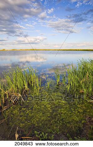 Oak Hammock Marsh, Manitoba View Large Photo Image Stock Image - Oak Hammock Marsh, Manitoba. Fotosearch