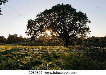 Stock Photograph - Oak Tree Against Sunlight In Surrey, England, Uk, Europe. Fotosearch