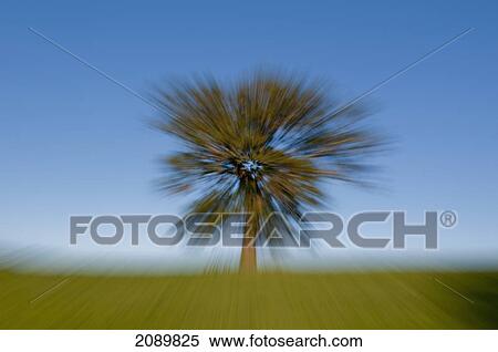 Stock Photography - Oak Tree Autumn Zoomed At Surrey, England, Uk, Europe. Fotosearch