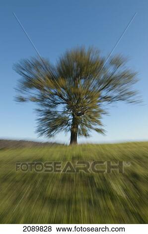Oak Tree Autumn Zoomed Surrey, England, Uk, Europe View Large Photo Image Stock Photo - Oak Tree Autumn Zoomed Surrey, England, Uk, Europe. Fotosearch