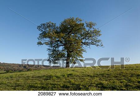 Stock Photo - Oak Tree In Autumn Season At Surrey, England, Uk, Europe. Fotosearch