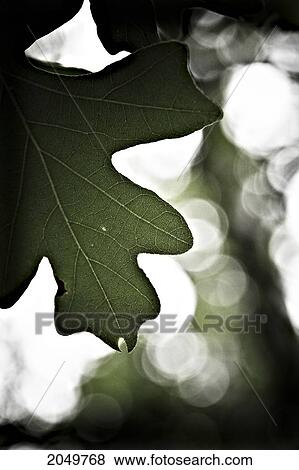 Stock Photo - Oak Tree Leaf, Assiniboine Forest, Winnipeg, Manitoba. Fotosearch