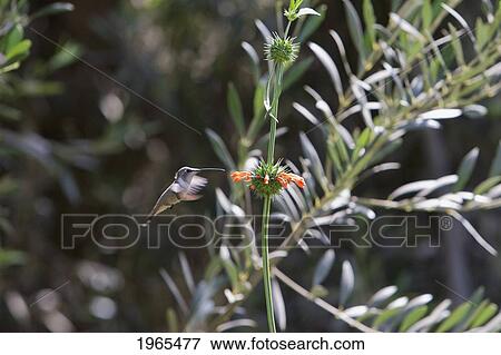 Oasis Hummingbird (Rhodopis Vesper), Azapa Valley, Arica & Parinacota Region, Chile View Large Photo Image Stock Photo - Oasis Hummingbird (Rhodopis Vesper), Azapa Valley, Arica & Parinacota Region, Chile. Fotosearch