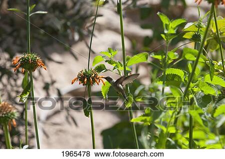Stock Photo - Oasis Hummingbird (Rhodopis Vesper), Azapa Valley, Arica & Parinacota Region, Chile. Fotosearch