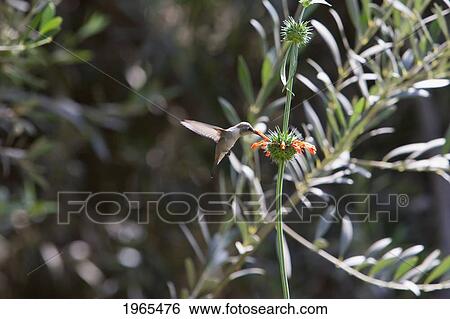 Oasis Hummingbird (Rhodopis Vesper), Azapa Valley, Arica & Parinacota Region, Chile View Large Photo Image Stock Photograph - Oasis Hummingbird (Rhodopis Vesper), Azapa Valley, Arica & Parinacota Region, Chile. Fotosearch