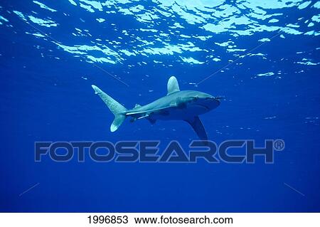 Stock Image - Oceanic Whitetip Shark (Carcharhinus Longimanus) Reflections In Water A78A. Fotosearch