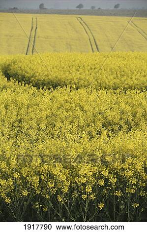 Stock Image - Oil Seed Rape Crops In Field. Fotosearch
