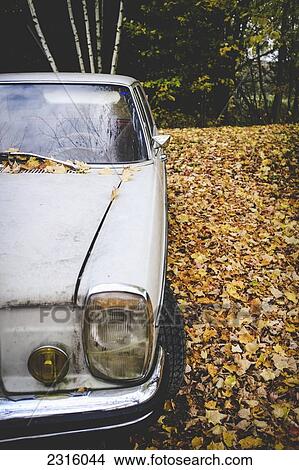 Picture - Old Classic Car Parked On A Bed Of Autumn Leaves; Maricourt Quebec Canada. Fotosearch