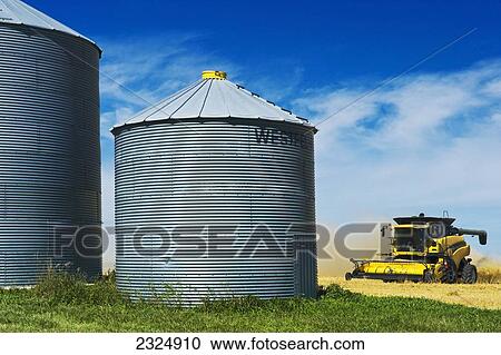 Old grain bins and combine during spring wheat harvest near Somerset; Manitoba, Canada View Large Photo Image Stock Image - Old grain bins and combine during spring wheat harvest near Somerset; Manitoba, Canada. Fotosearch