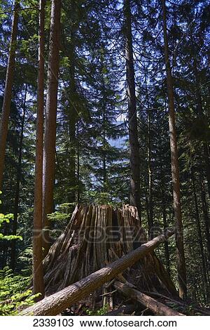 Stock Image - Old Growth Cedar Stump; Lynn Valley, North Vancouver, British Columbia, Canada. Fotosearch
