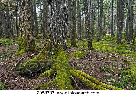 Old Growth Eastern Hemlock (Tsuga Canadensis) Forest In Kejimkujik Np, Nova Scotia, Canada. View Large Photo Image Stock Photo - Old Growth Eastern Hemlock (Tsuga Canadensis) Forest In Kejimkujik Np, Nova Scotia, Canada.. Fotosearch