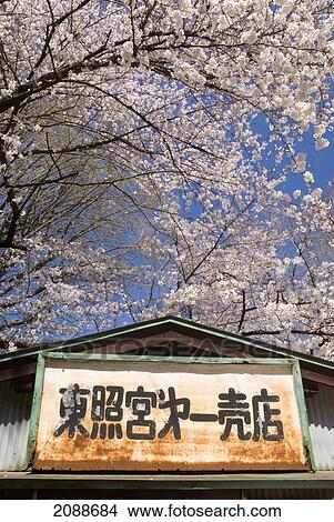 Picture - Old Japanese Metal Sign With Cherry Blossom Tree Behind; Tokyo Japan. Fotosearch