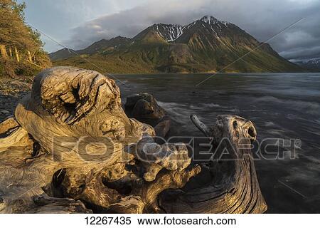 Old log on the shores of Kathleen Lake being lit by the warm light of the setting sun, Kluane National Park; Yukon, Canada View Large Photo Image Stock Photography - Old log on the shores of Kathleen Lake being lit by the warm light of the setting sun, Kluane National Park; Yukon, Canada. Fotosearch